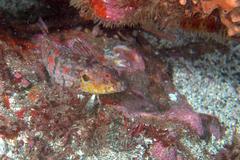 Gobioclinus dendriticus