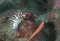 Gobioclinus dendriticus