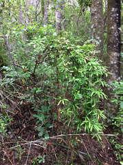 Lygodium articulatum
