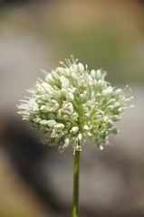 Allium drobovii