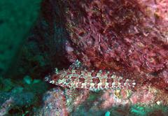 Gobioclinus dendriticus