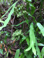 Lygodium articulatum