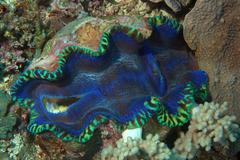 Tridacna derasa