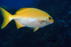 Kyphosus lutescens