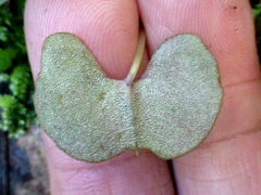 Corybas trilobus