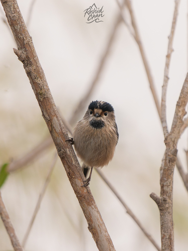 Silver-throated Bushtit (Aegithalos glaucogularis), photo 7