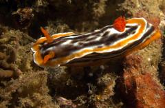 Chromodoris magnifica