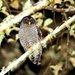 Black-banded Owl - Photo (c) Francesco Veronesi, some rights reserved (CC BY-NC-SA)