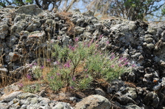 Rhaphidophyton regelii