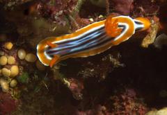 Chromodoris quadricolor