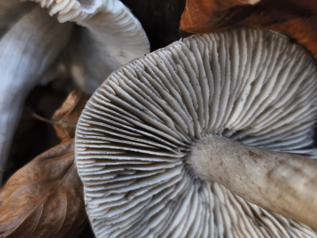 Tricholoma sciodes · November 2025 · photo: © mycototor (iNaturalist, cc-by)