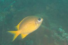 Chromis analis