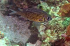 Chromis weberi
