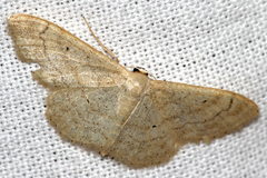 Idaea deversaria
