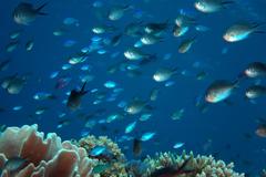 Chromis ternatensis