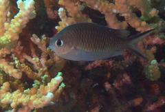 Chromis ternatensis