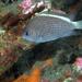 Silverstripe Chromis - Photo (c) craigjhowe, some rights reserved (CC BY-NC-ND)