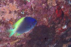 Chromis limbaughi