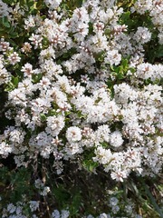 Veronica topiaria