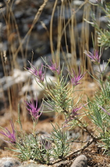 Rhaphidophyton regelii
