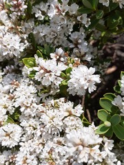 Veronica topiaria