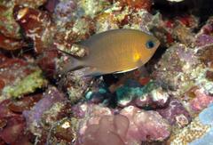 Pycnochromis amboinensis