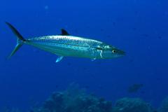 Scomberomorus regalis