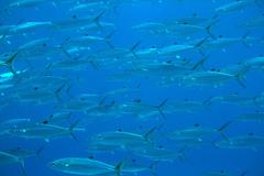 Scomberomorus regalis