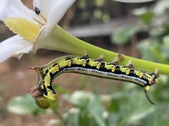 Cephonodes hylas virescens
