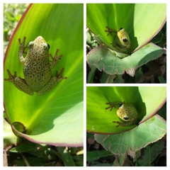 Hyperolius viridiflavus