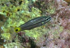 Cheilodipterus artus