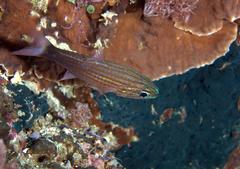 Cheilodipterus artus