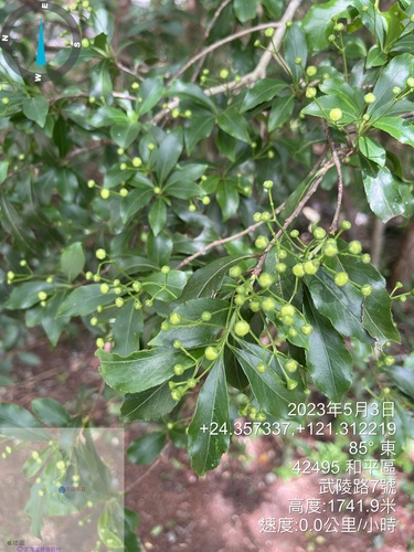 Euonymus carnosus, photograph 4