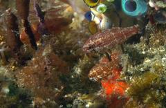 Siphamia corallicola