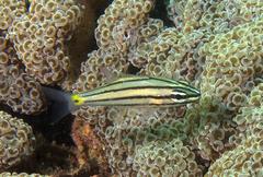 Cheilodipterus isostigma