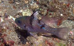 Pristicon trimaculatus