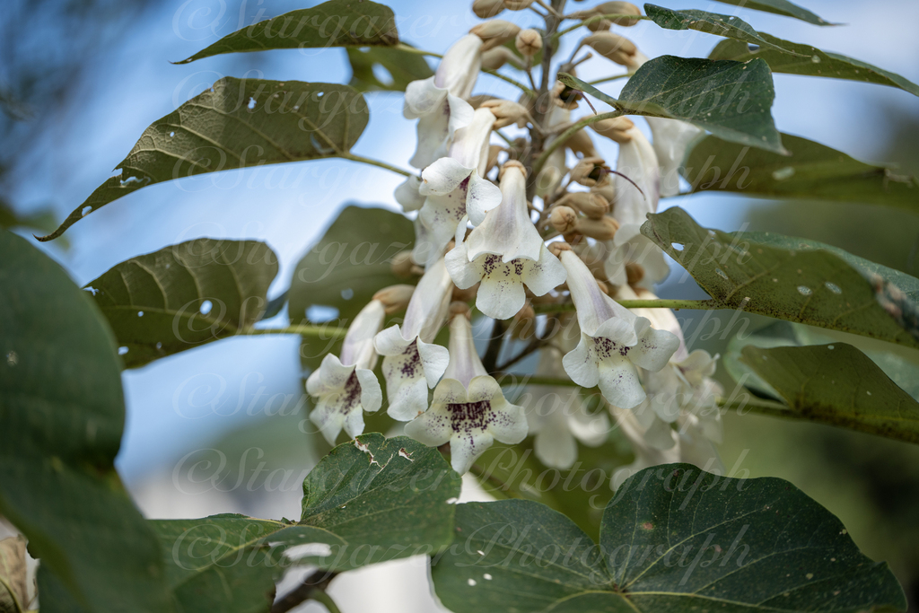 Paulownia fortunei (Paulownia fortunei)