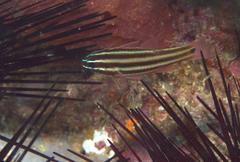 Ostorhinchus angustatus