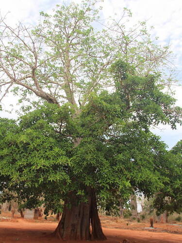 African baobab