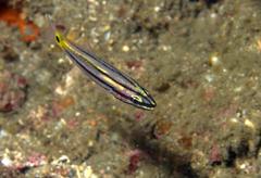 Ostorhinchus compressus