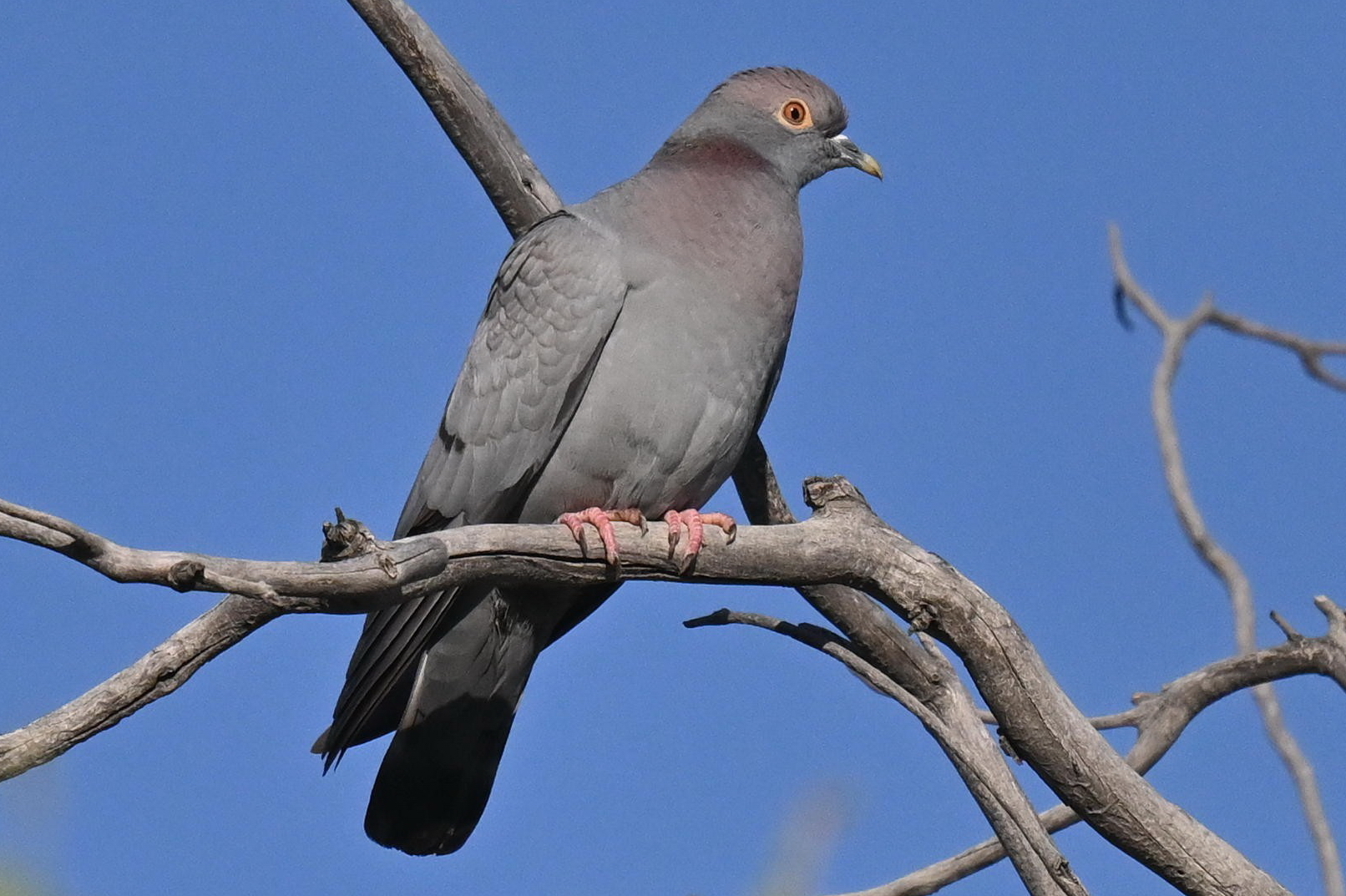 Yellow-eyed Pigeon