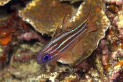 Ostorhinchus compressus