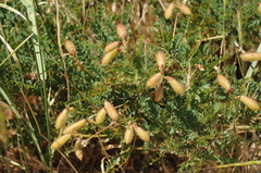 Calophaca tianschanica