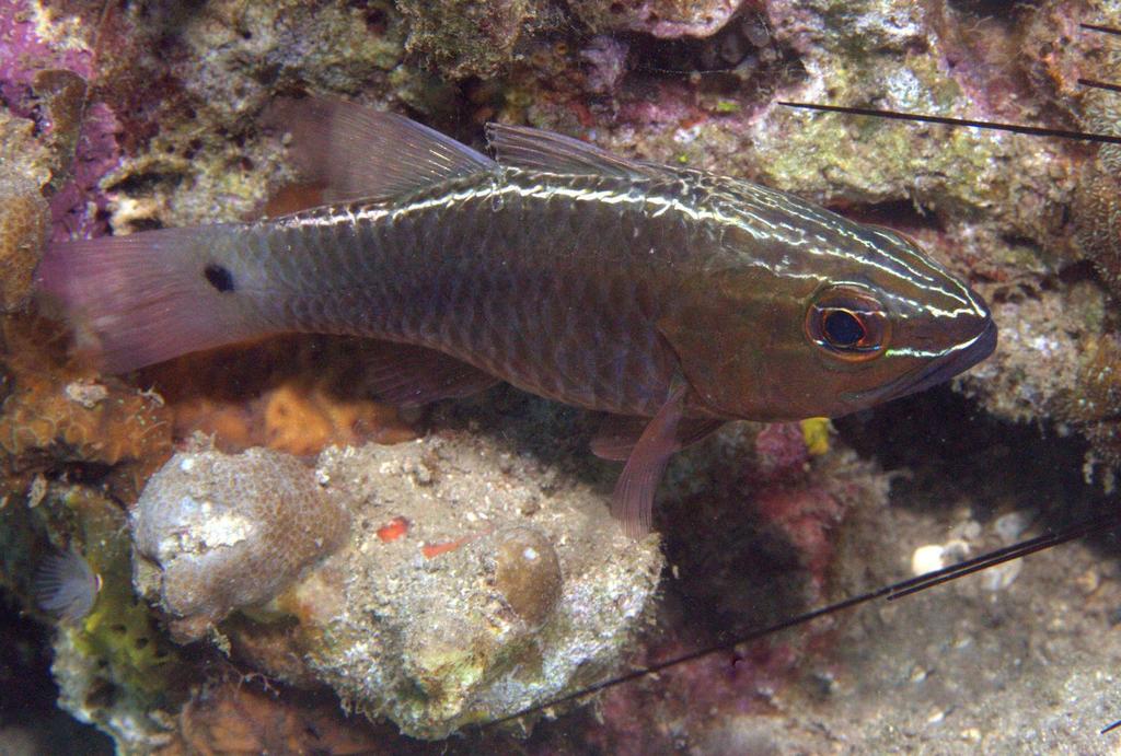 Silverlined Cardinalfish