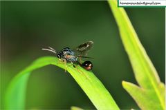 Eucharitidae