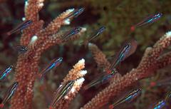 Ostorhinchus parvulus