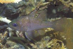 Pristicon rhodopterus