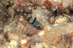 Apogonichthyoides sialis