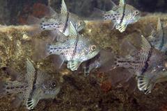 Sphaeramia orbicularis