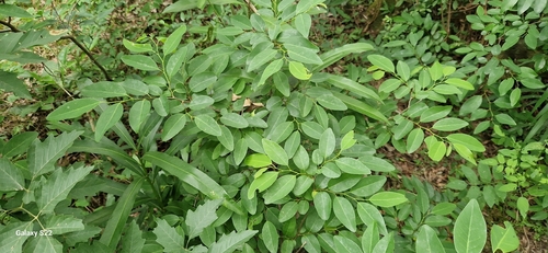 Annona emarginata, photograph 1